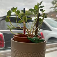 Sunflower seedlings starting to grow in a pot on a window sill